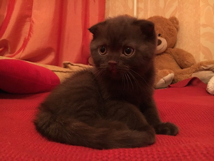 Шоколадный кот вислоухий шотландский вислоухий