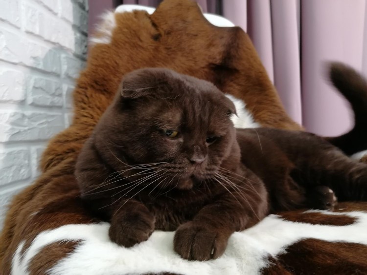 Шотландская кошка вислоухая шоколад