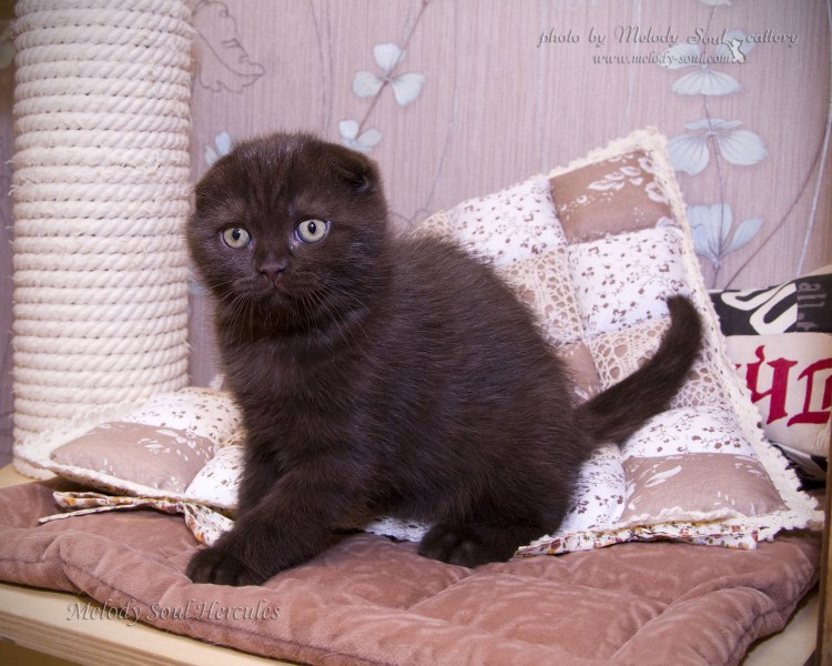 Шоколадная кошка скоттиш страйт