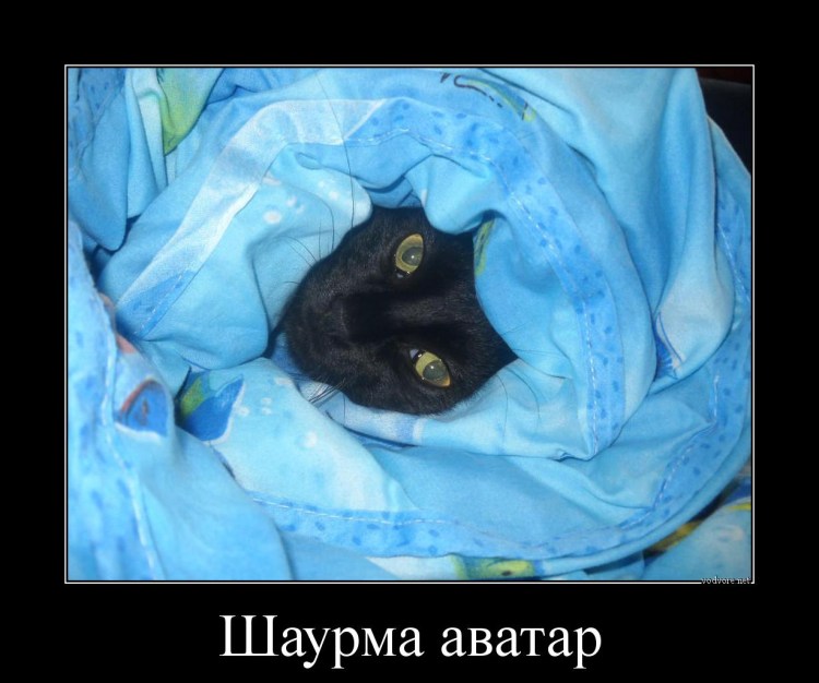 Кот в одеялке