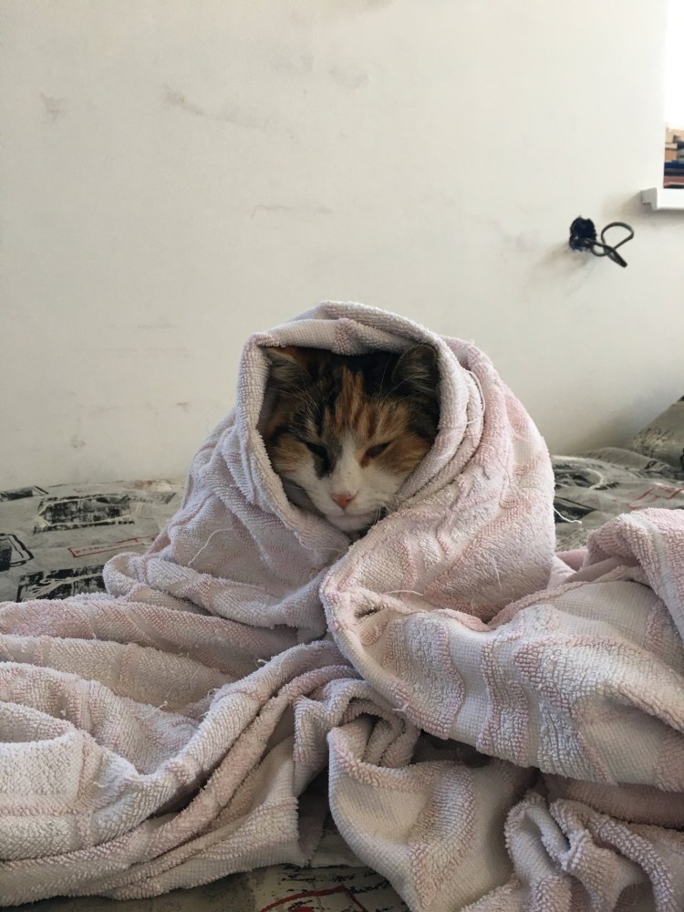 Кот в пледе