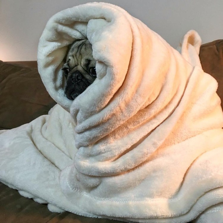 Кот спрятался под одеялом