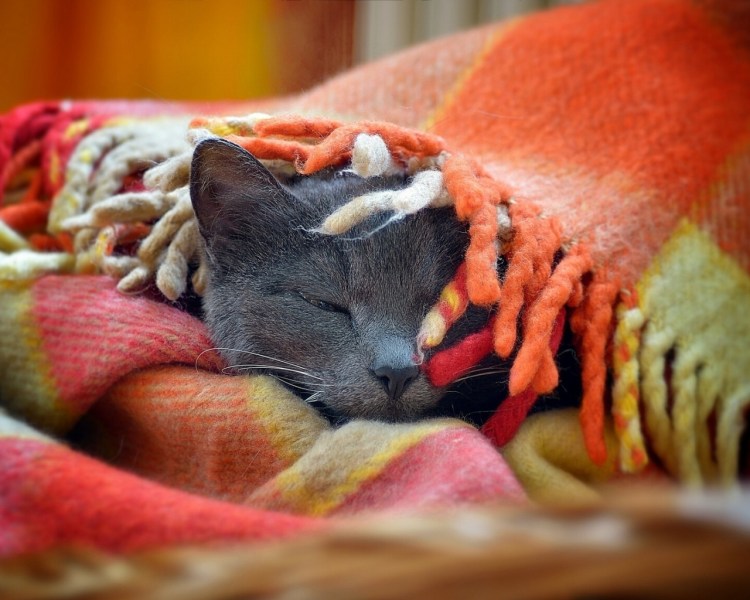 Кот в одеяле