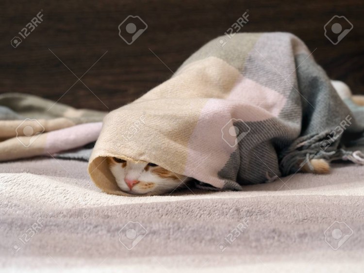 Пижама котенок