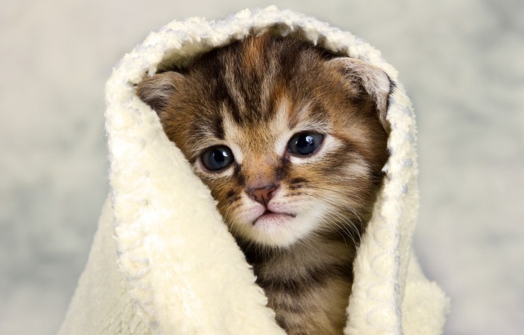 Котенок в одеяле