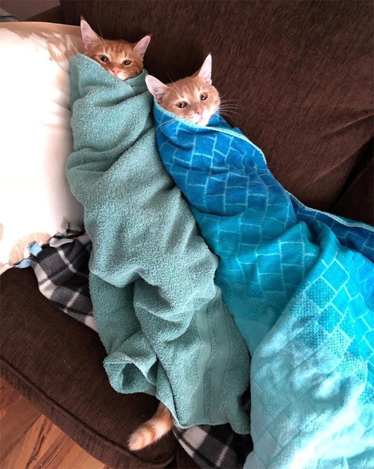 Кот завернутый в одеяло