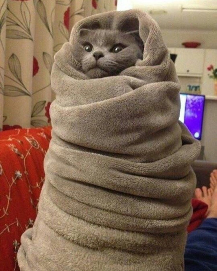 Кот под одеялом