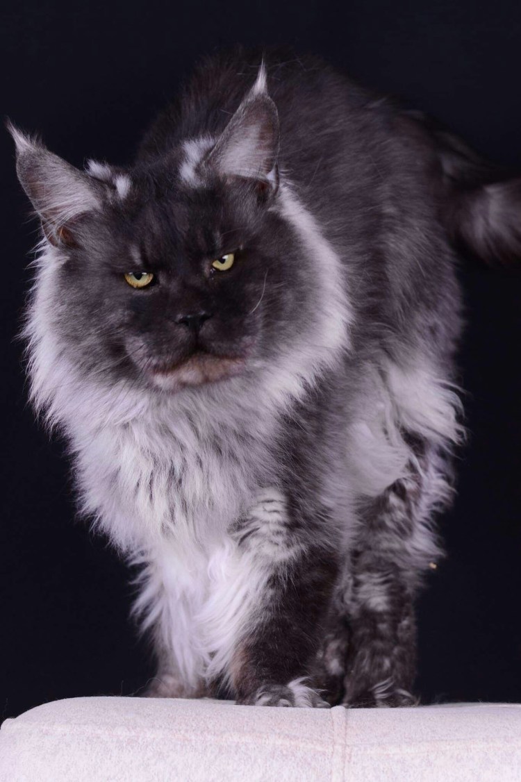 Метис норвежской Лесной кошки