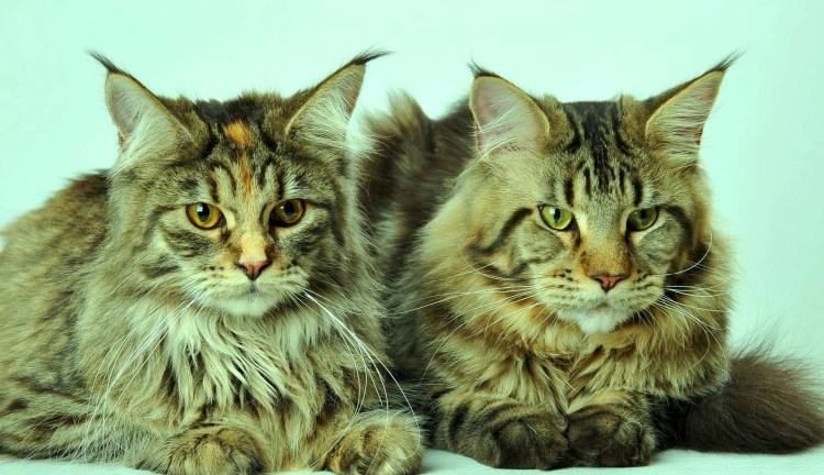 Мейн кун и Норвежская Лесная