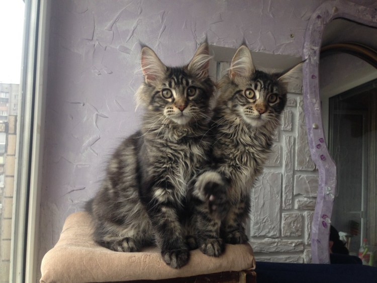 Кошки серые на кустах красивый