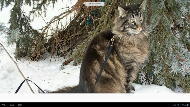 Сибирская белая и Мейн кун кошка