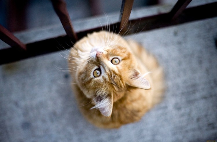 Рыжий кот вид сверху