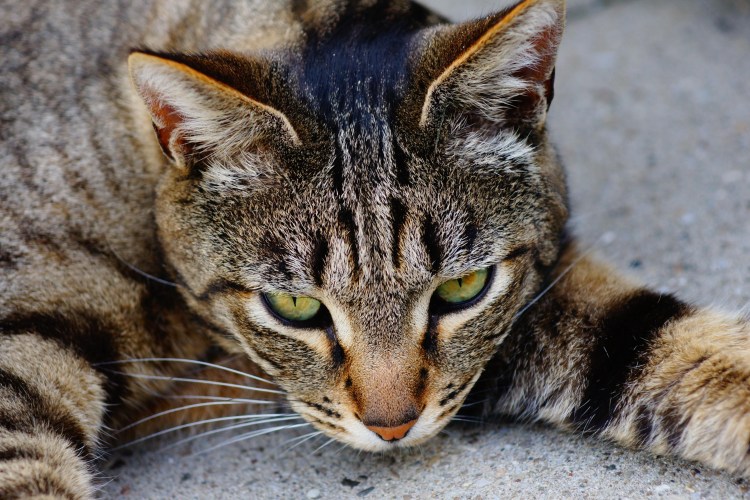 Андриус Бурба фотограф