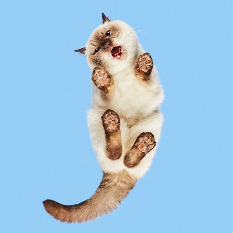 Котенок вид сверху