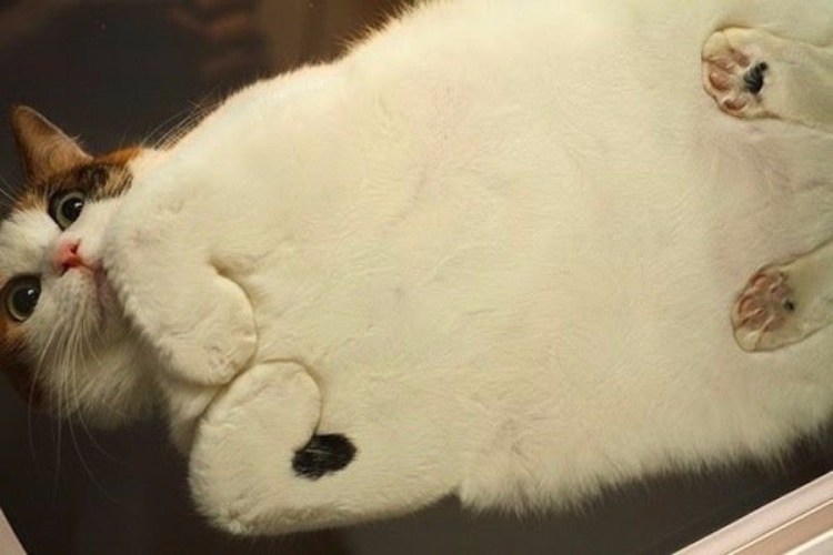 Полосатая кошка