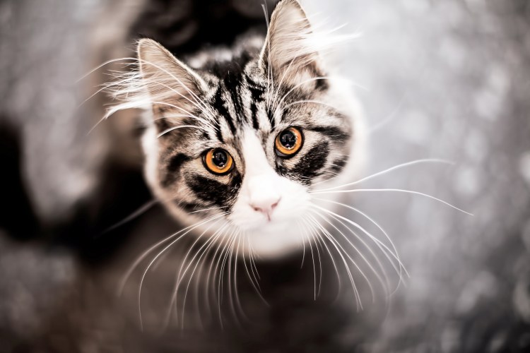 Кошачья мордочка