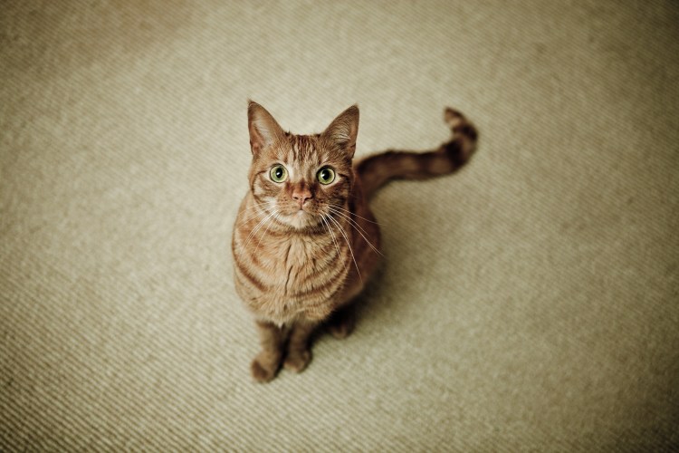 Котенок вид сверху