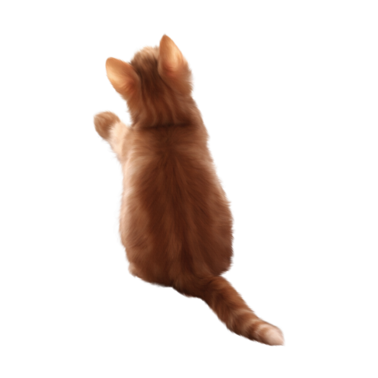 Котенок вид сверху