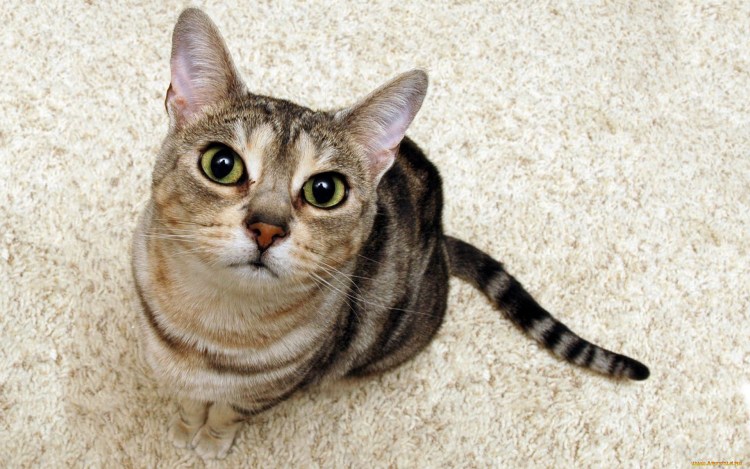 Кошка вид сверху