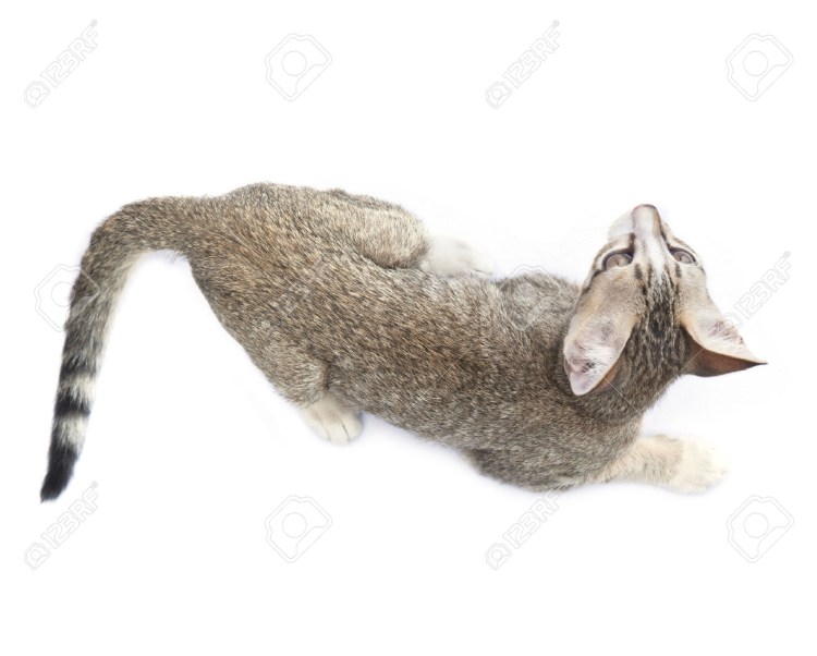 Кошка вид сверху