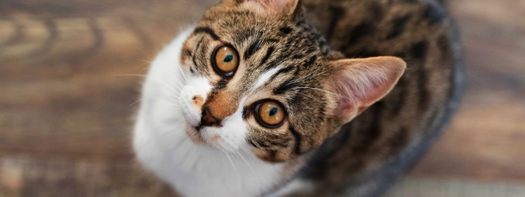 Полосатый кот сверху