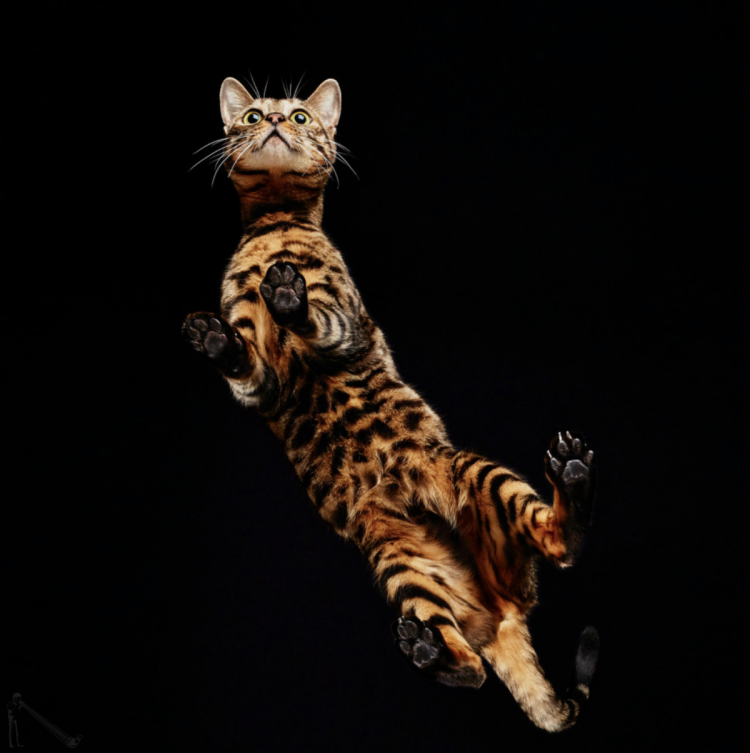 Кошка домашняя