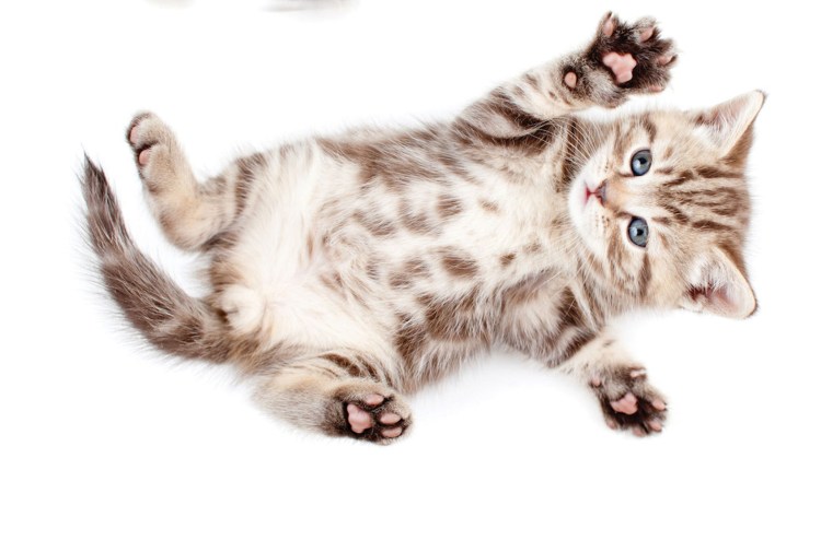Котенок лежит на спине