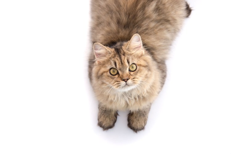 Кошка вид сверху на белом фоне