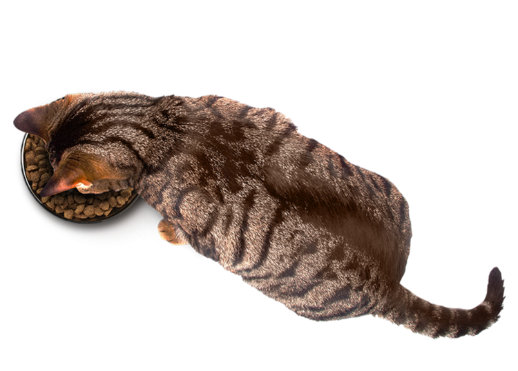 Кот лежит вид сверху