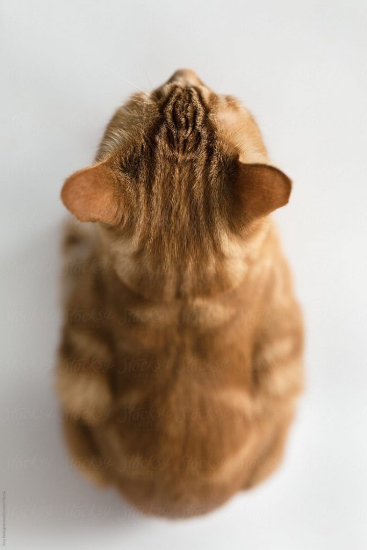 Кот сидит вид сверху