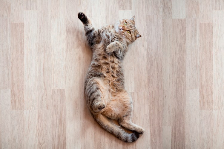 Кошка лежит вид сверху