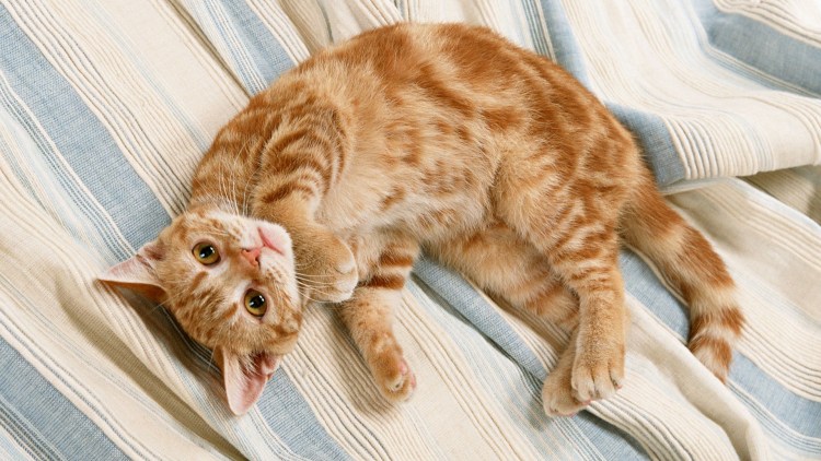 Кошка лежит