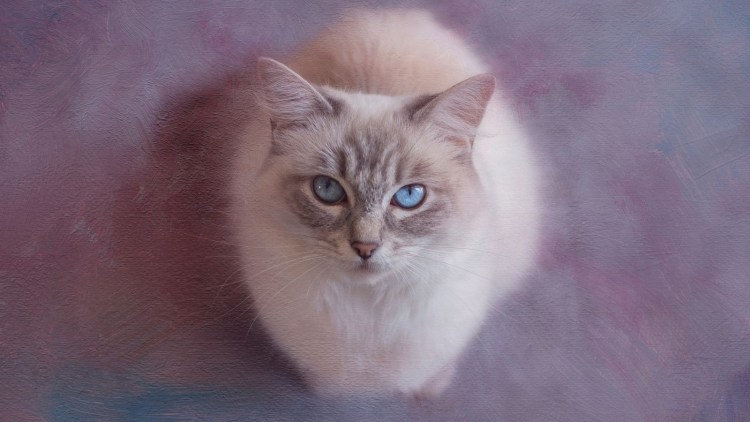 Котенок вид сверху