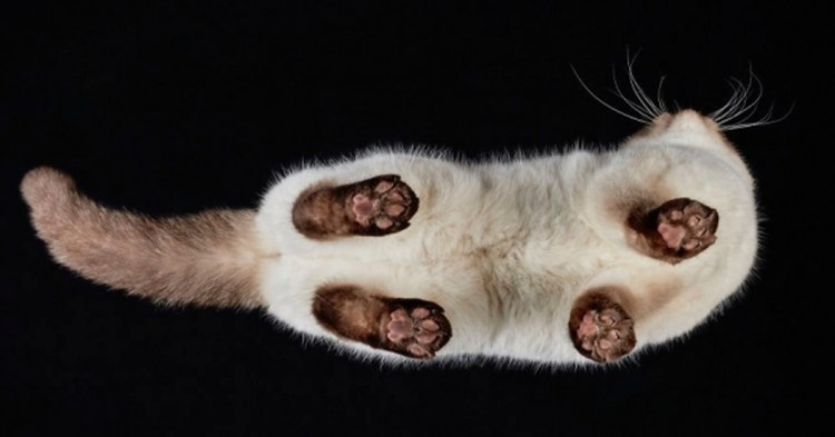 Кошачья лапа снизу