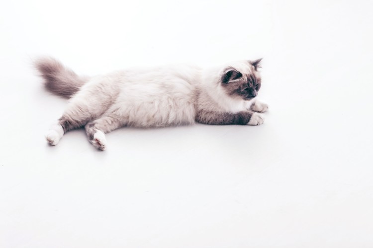 Кошка на стекле