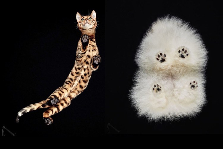 Кошара двигина