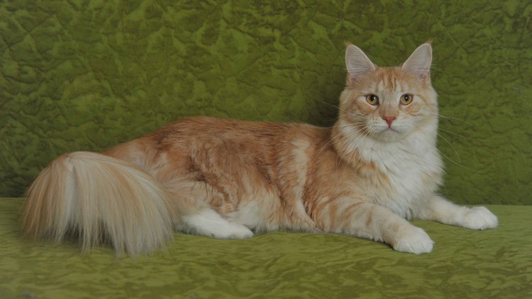 Стрижка кота Мейн куна