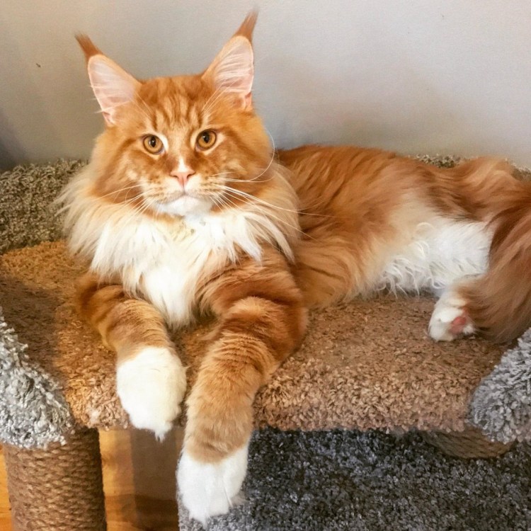 Мейн кун стрижка Лев