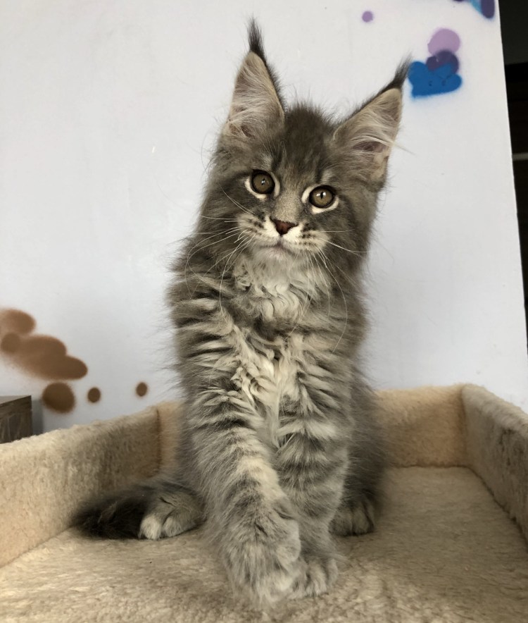 Хвост Мейн куна