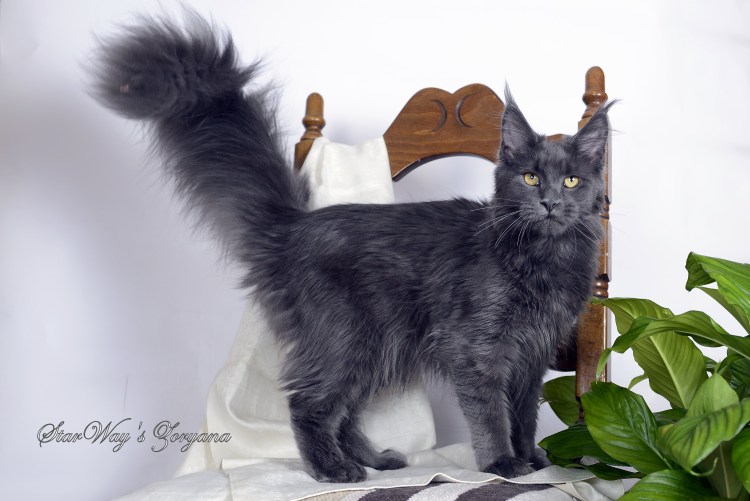 Мейн кун черный подстриженный