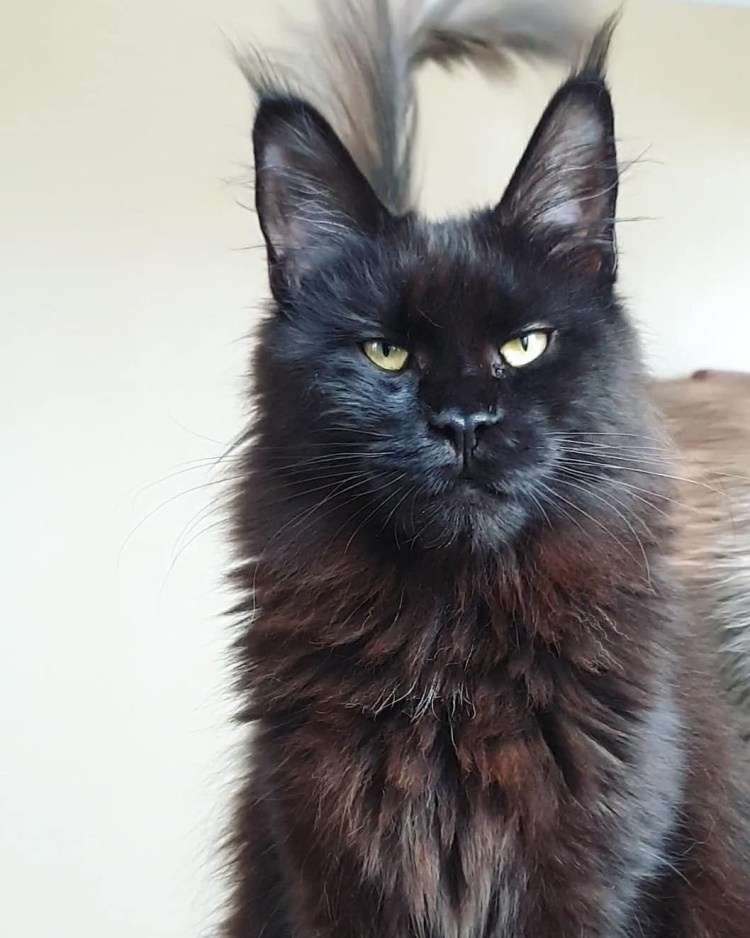 Лысый Мейн кун