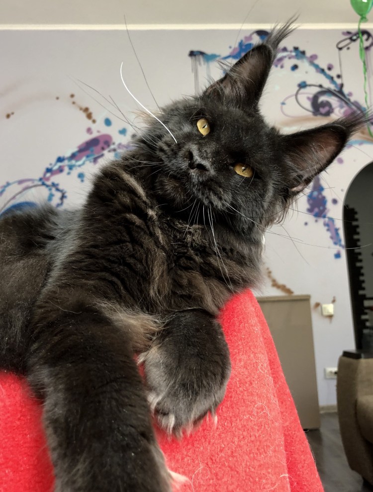 Стриженный Мейн кун