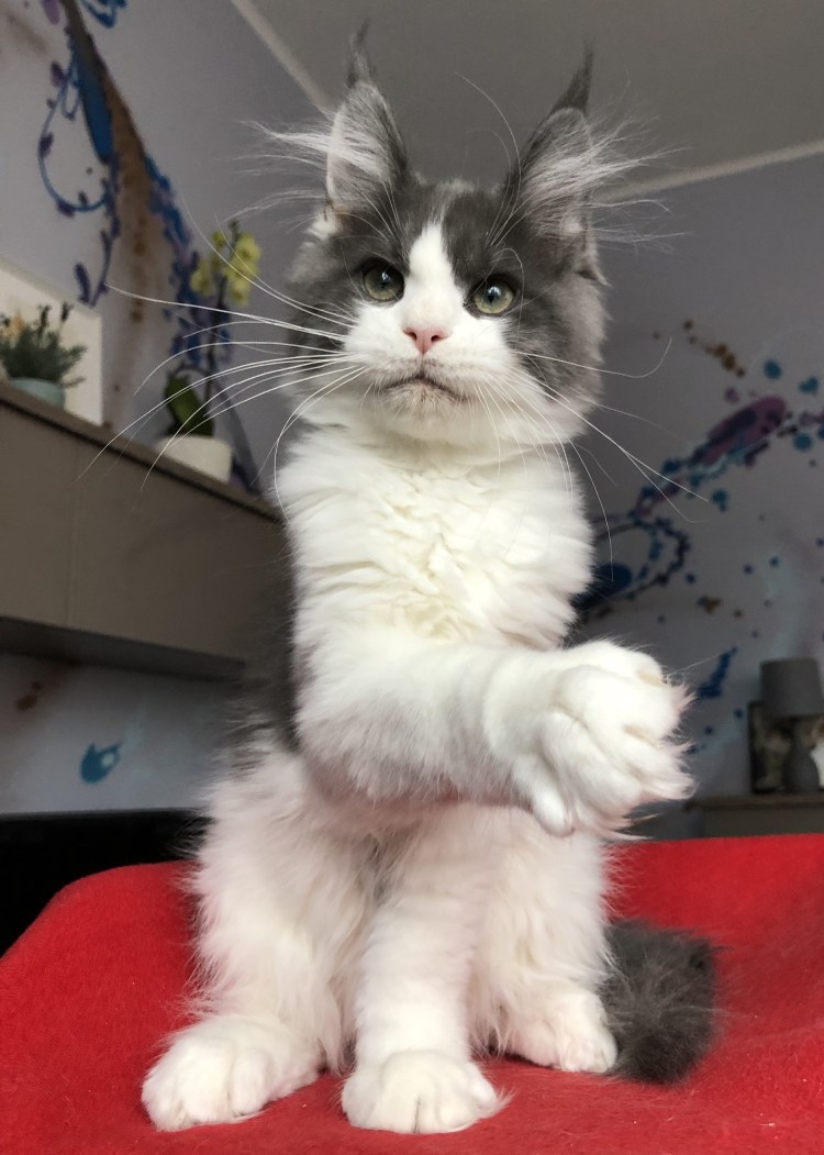 Груминг Мейн кунов