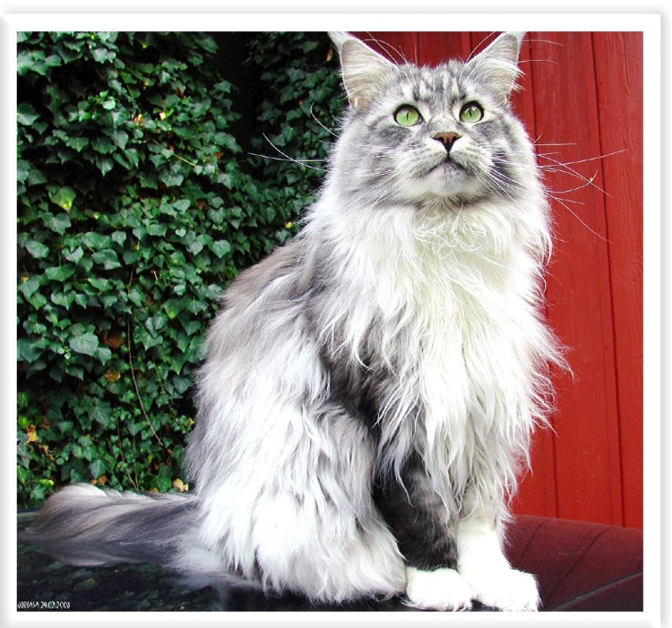 Стрижка котов Мейн кунов