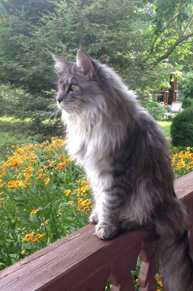 Мейн кун стрижка Лев