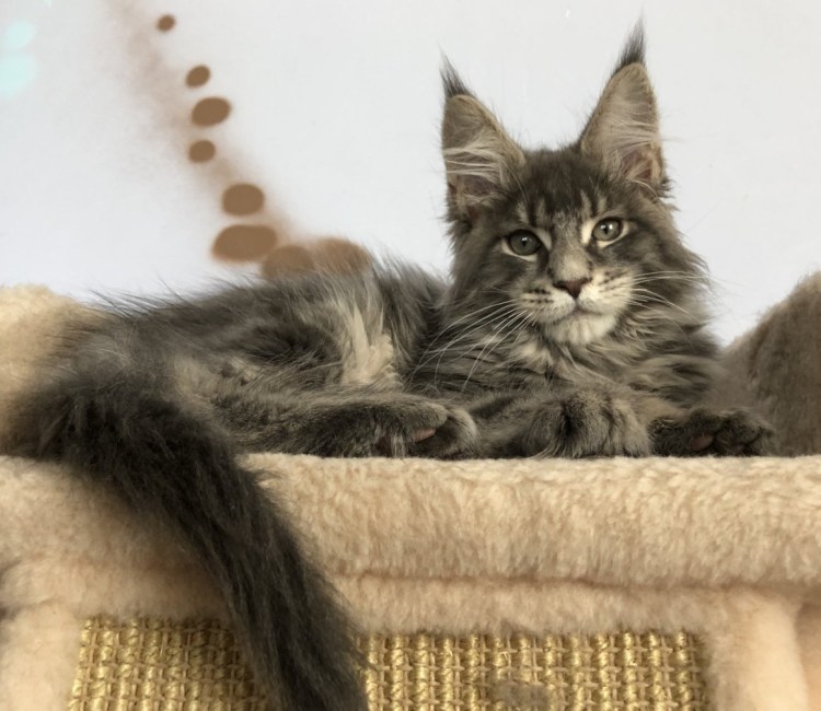 Подстриженный кот Мейн кун