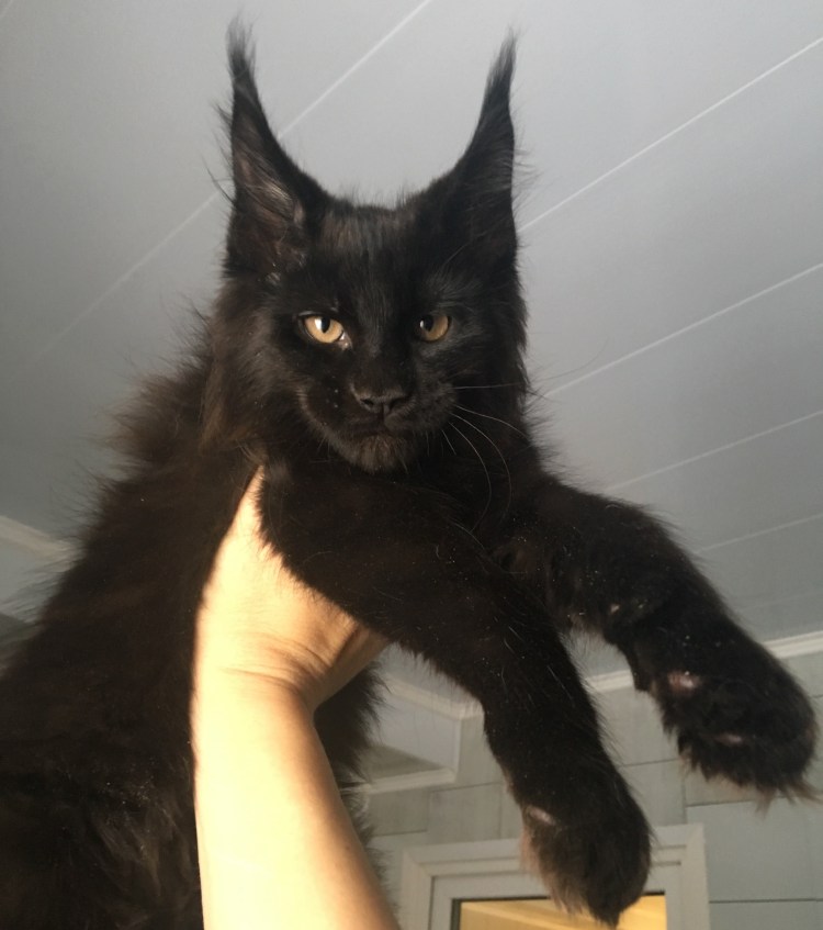 Груминг Мейн куна СПБ