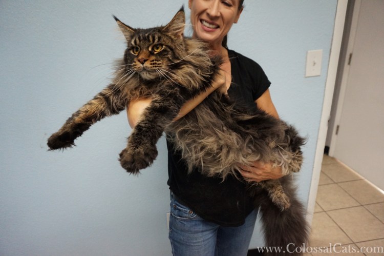 Кот Мейн кун с человеком