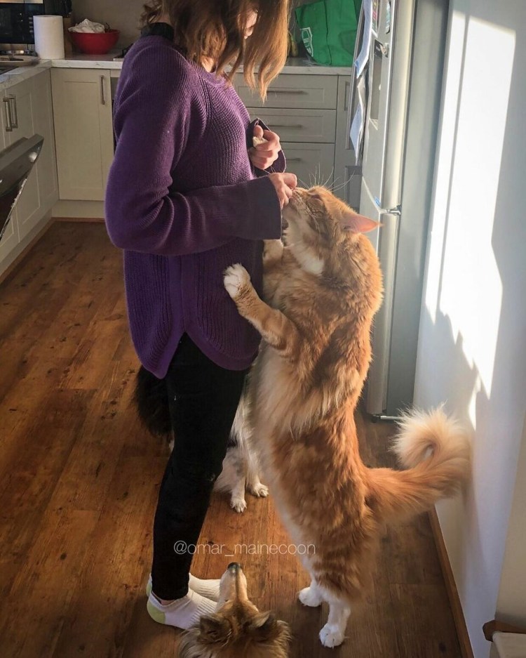 Кот Мейн кун Размеры