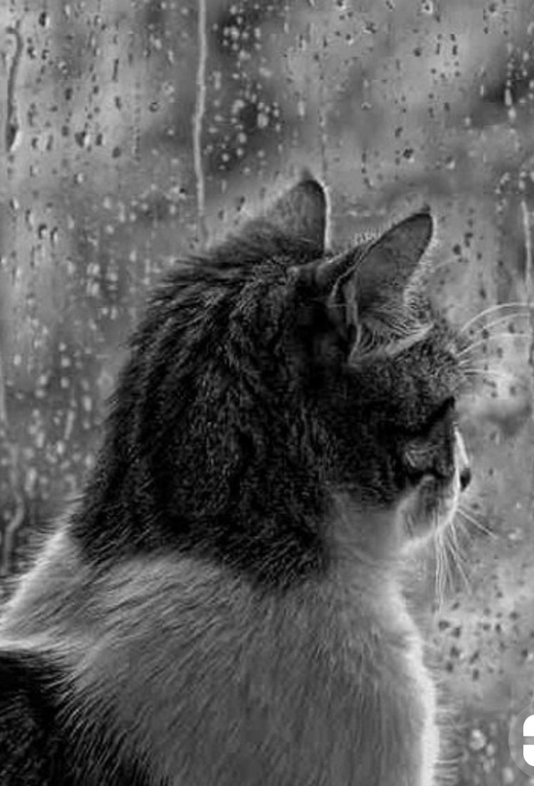 Грустно у окна